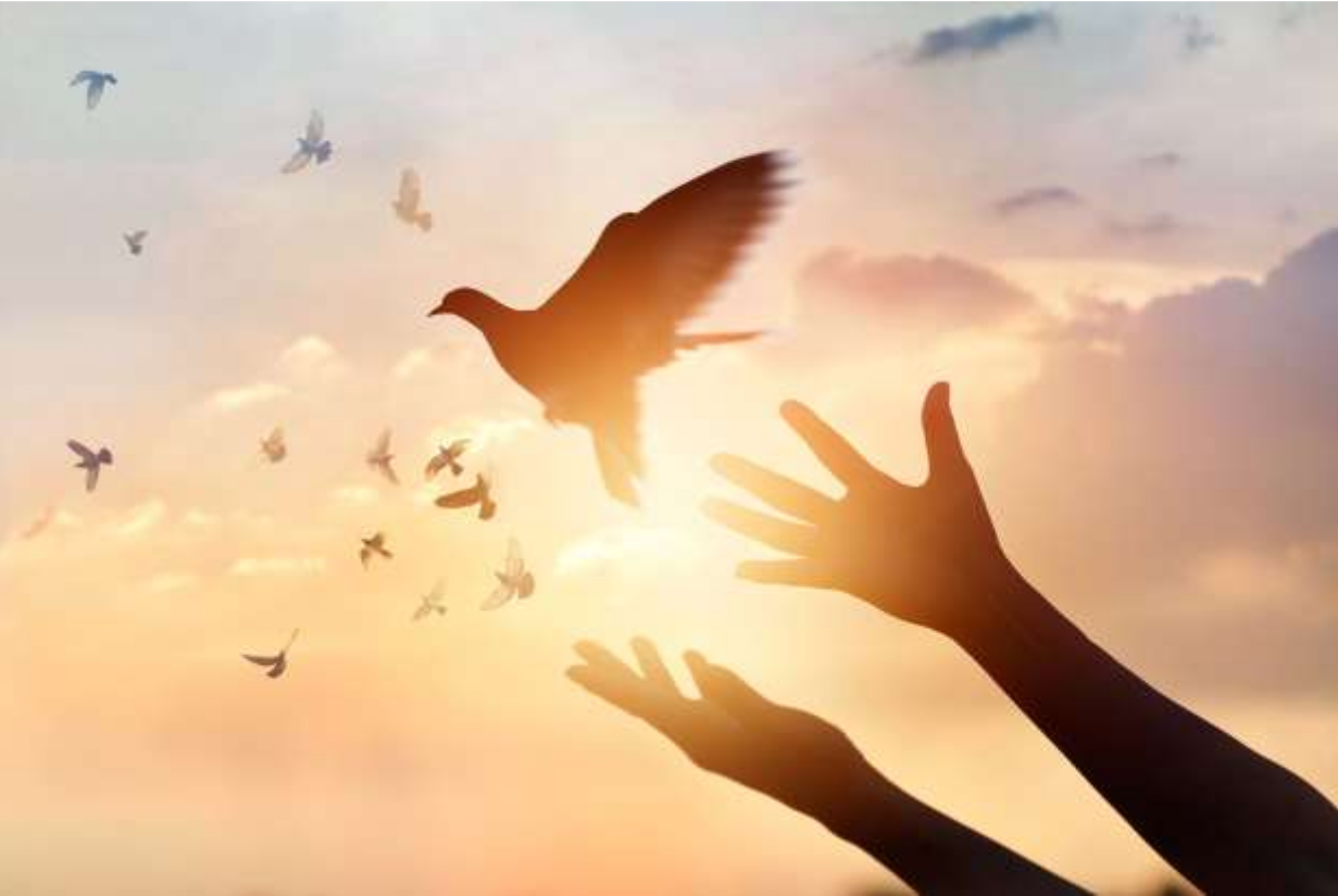 Manos en silueta liberando una paloma hacia un cielo al atardecer